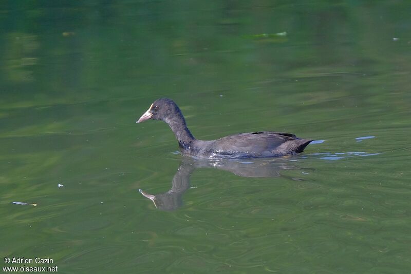 Eurasian CootFirst year