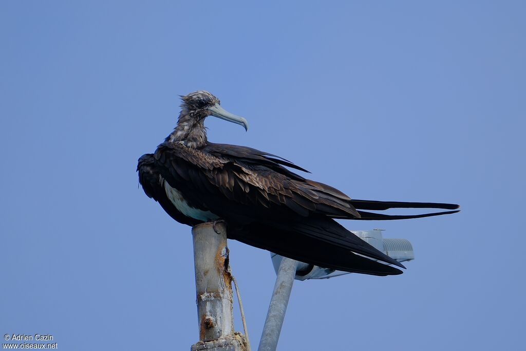 Magnificent Frigatebird female