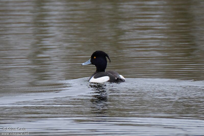 Tufted Duck male adult