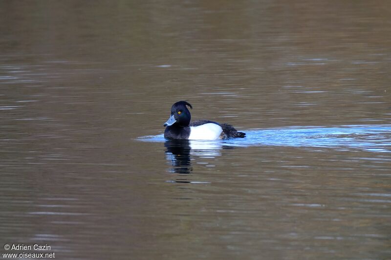 Tufted Duck male adult