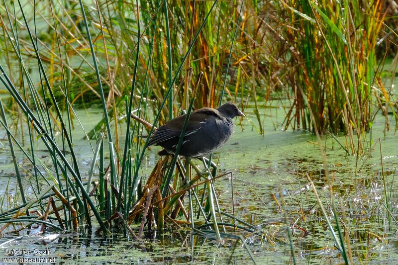 Gallinule poule-d'eauimmature