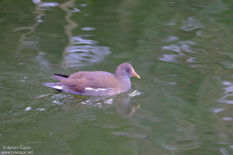 Gallinule poule-d'eauimmature