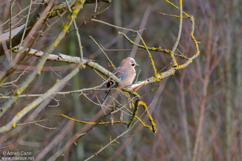 Eurasian Jayadult