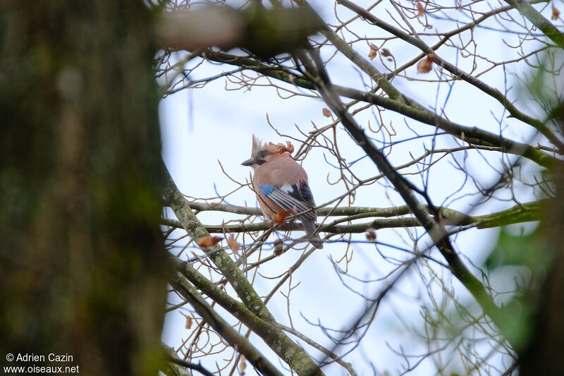 Eurasian Jayadult