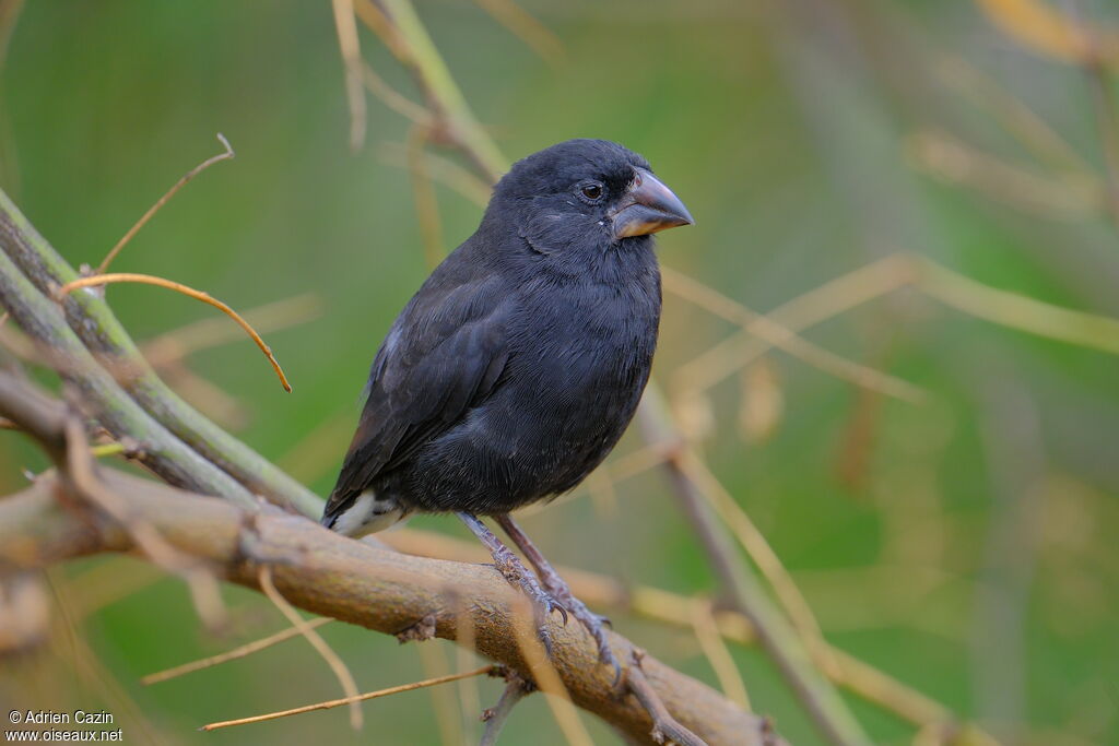 Géospize à bec moyen