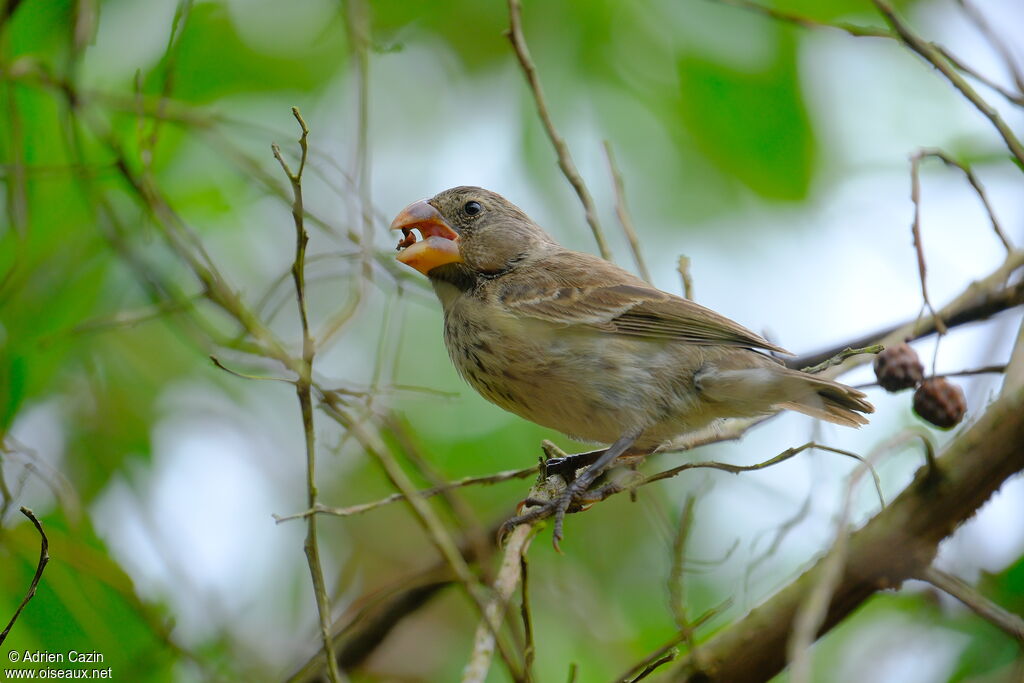 Géospize à gros bec