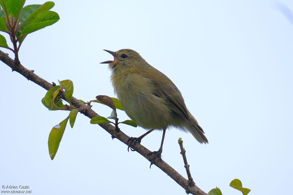 Géospize gris, chant
