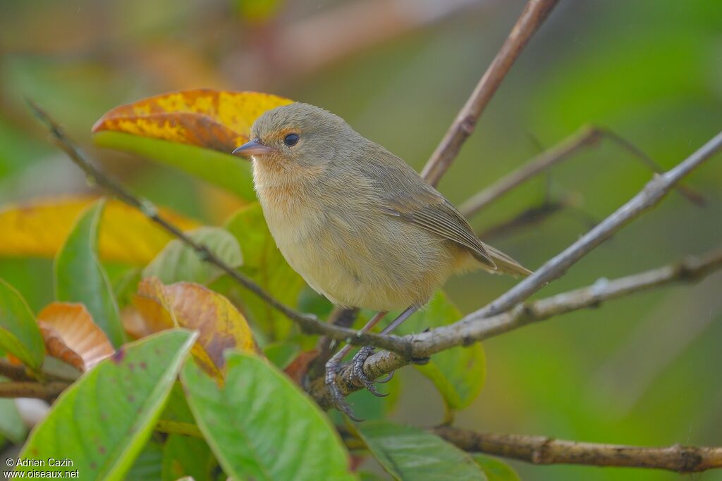 Géospize olive mâle adulte, identification