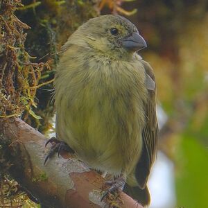 Géospize pique-bois