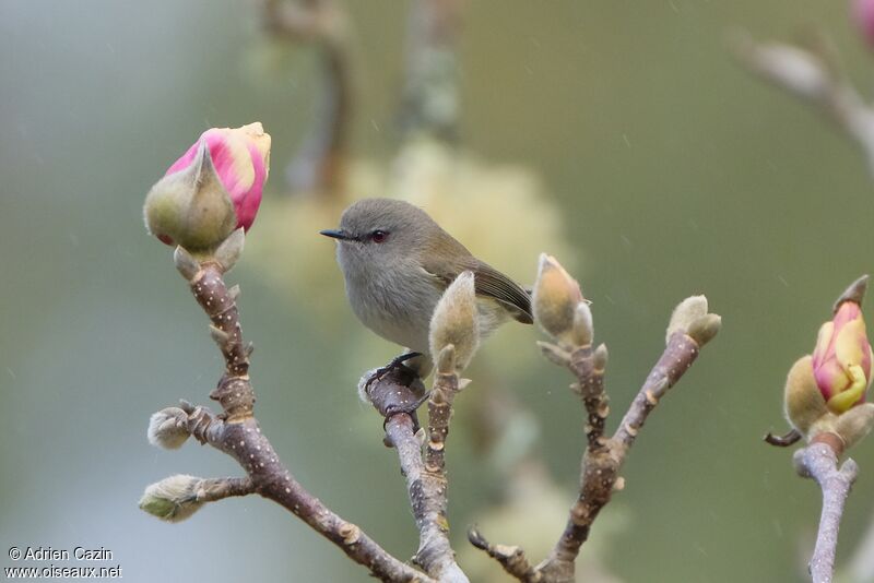 Grey Gerygoneadult