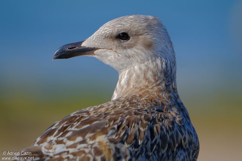 European Herring Gulljuvenile, close-up portrait