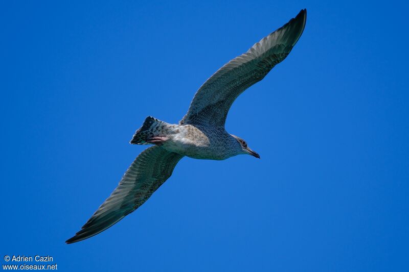 European Herring Gulljuvenile, Flight