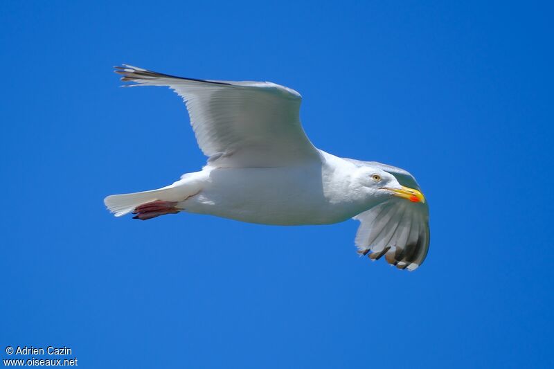 European Herring Gulladult, Flight