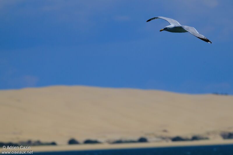 European Herring Gulladult, Flight