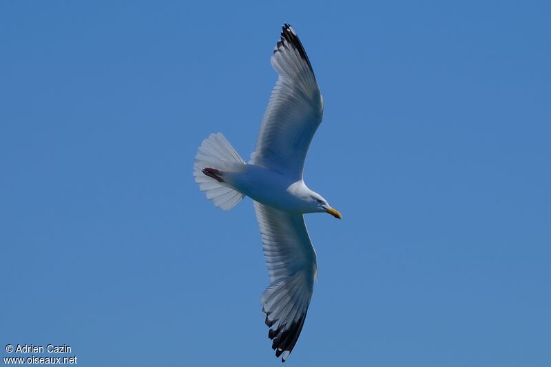 European Herring Gulladult, Flight