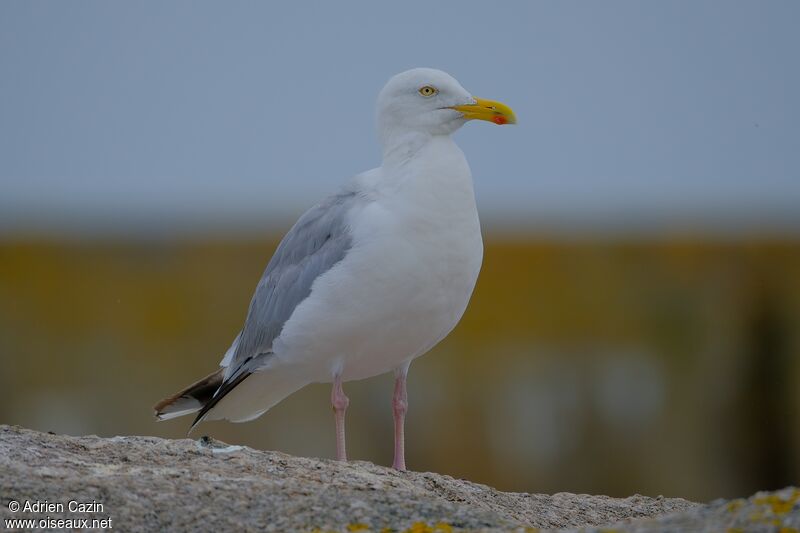 Goéland argentéadulte, identification