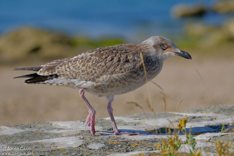 European Herring Gulljuvenile, identification