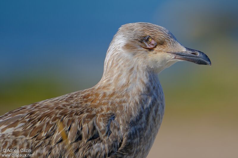 European Herring Gulljuvenile, close-up portrait