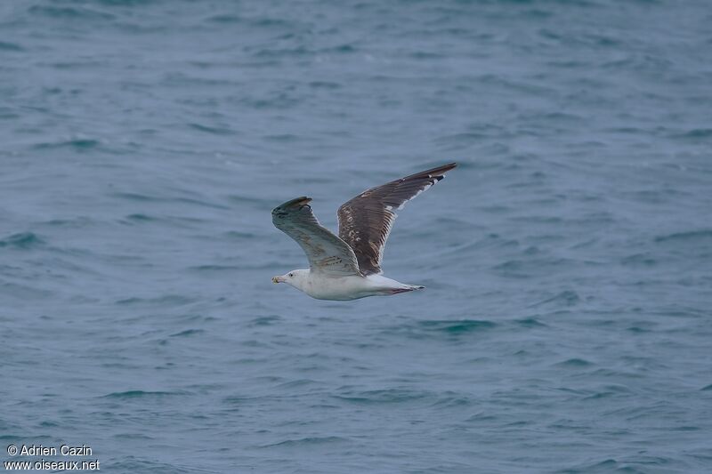 Goéland marinimmature, Vol