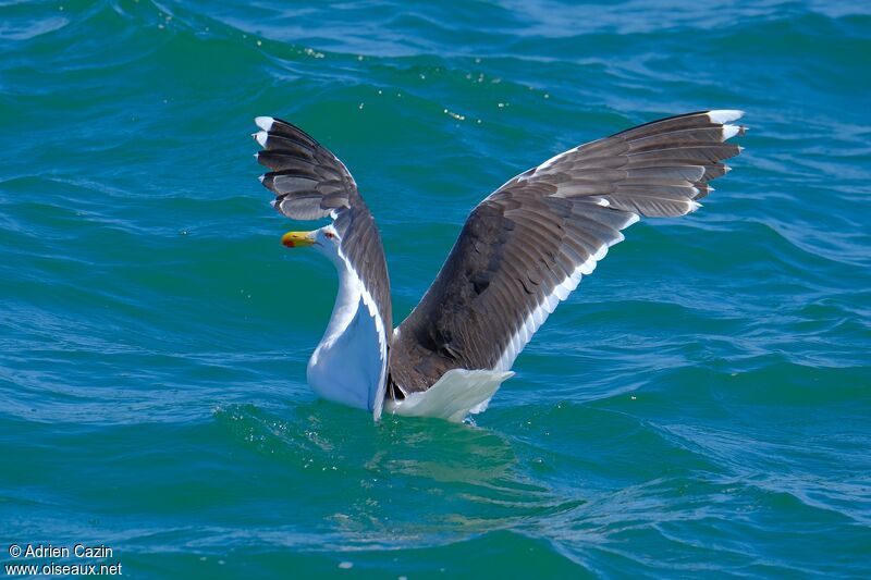 Great Black-backed Gulladult