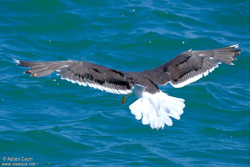 Great Black-backed Gulladult, Flight