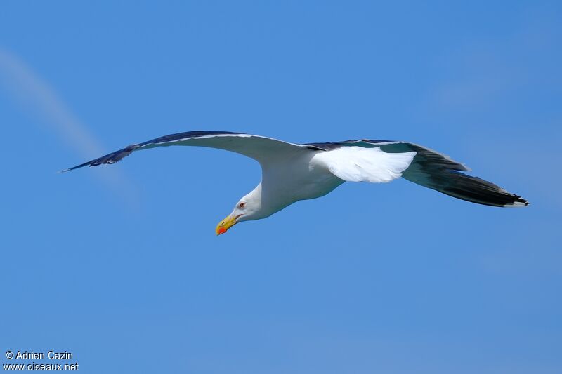 Great Black-backed Gulladult, Flight