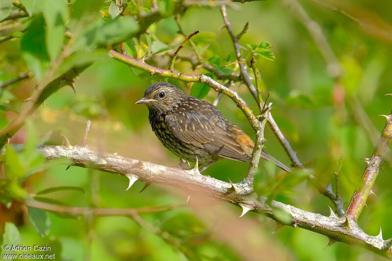 Bluethroatjuvenile, identification