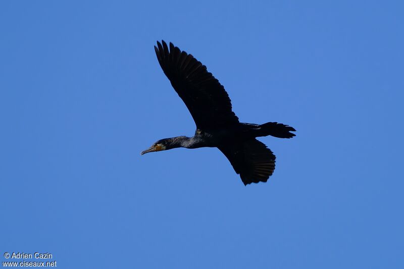 Great Cormorantadult, Flight