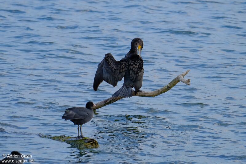 Grand Cormoranadulte, soins