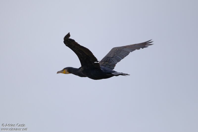 Grand Cormoranadulte, Vol