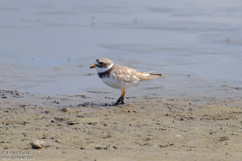 Common Ringed Ploveradult