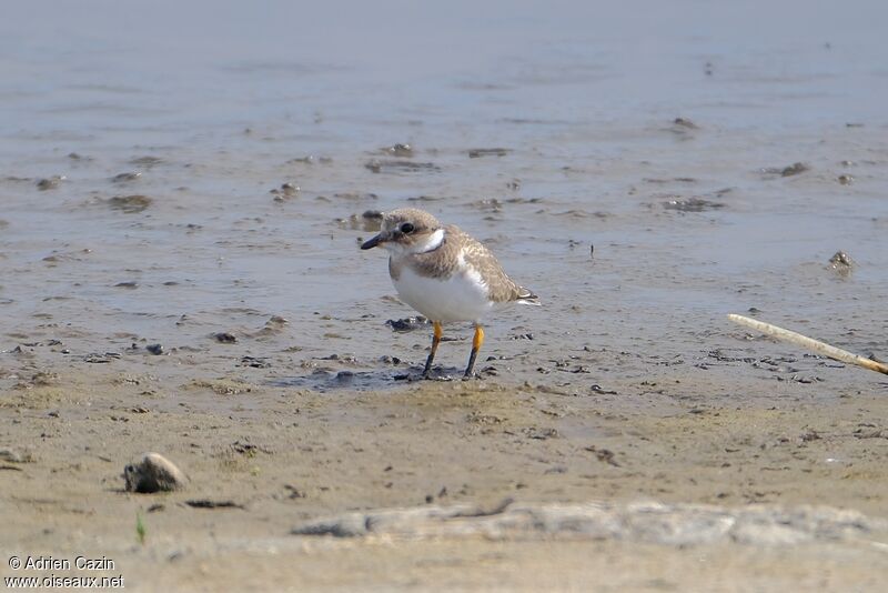 Common Ringed Ploverjuvenile