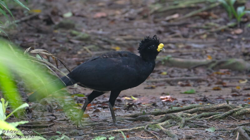 Grand Hocco mâle adulte, identification