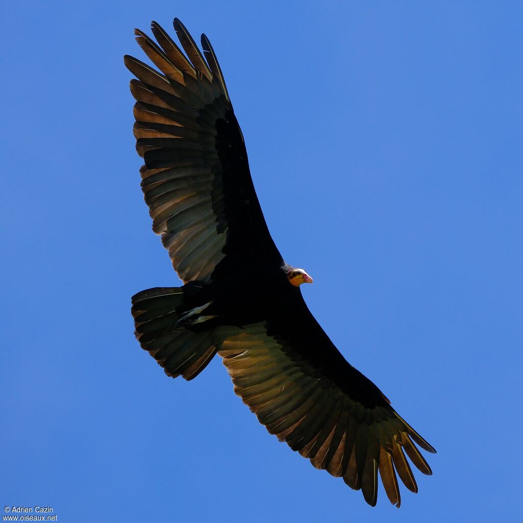 Greater Yellow-headed Vultureadult, Flight
