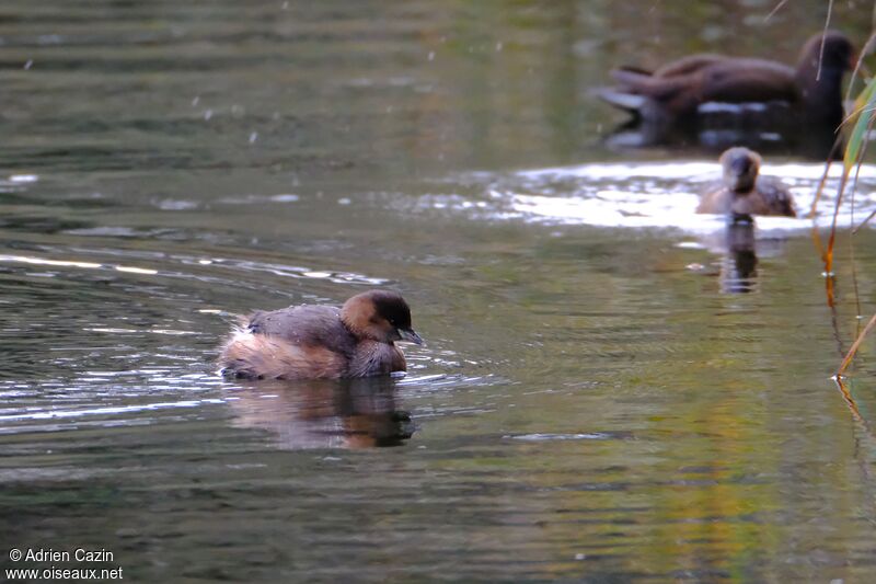 Little Grebeadult post breeding