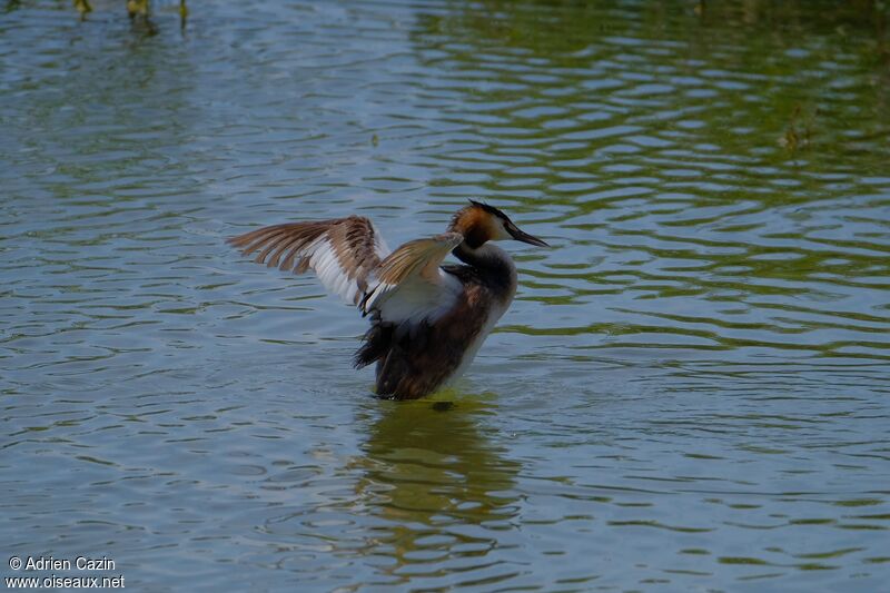 Great Crested Grebeadult breeding, Behaviour