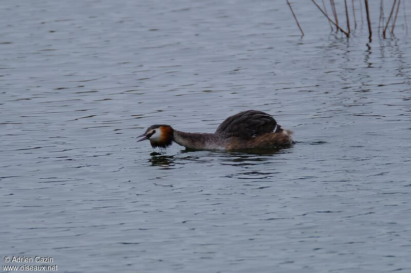 Great Crested Grebeadult breeding, song