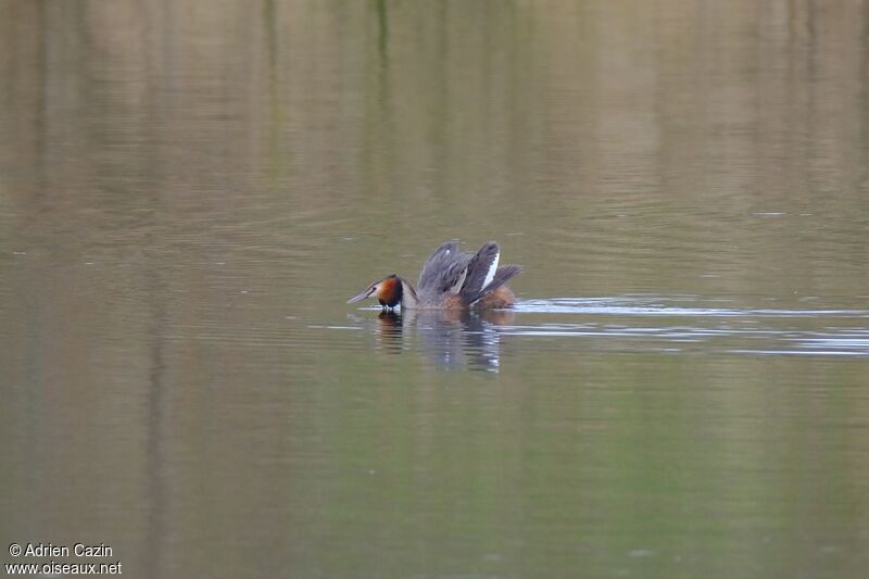 Great Crested Grebeadult breeding, courting display