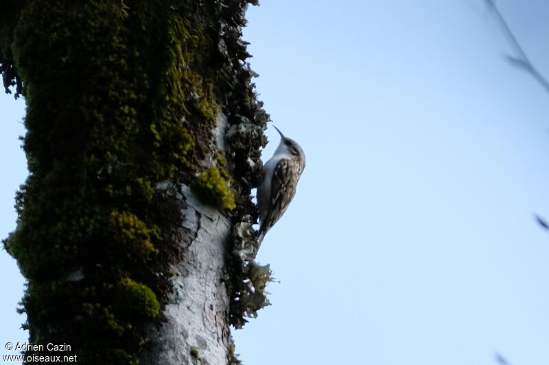 Eurasian Treecreeper