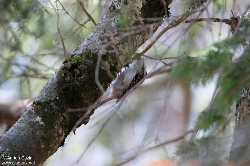 Grimpereau des bois