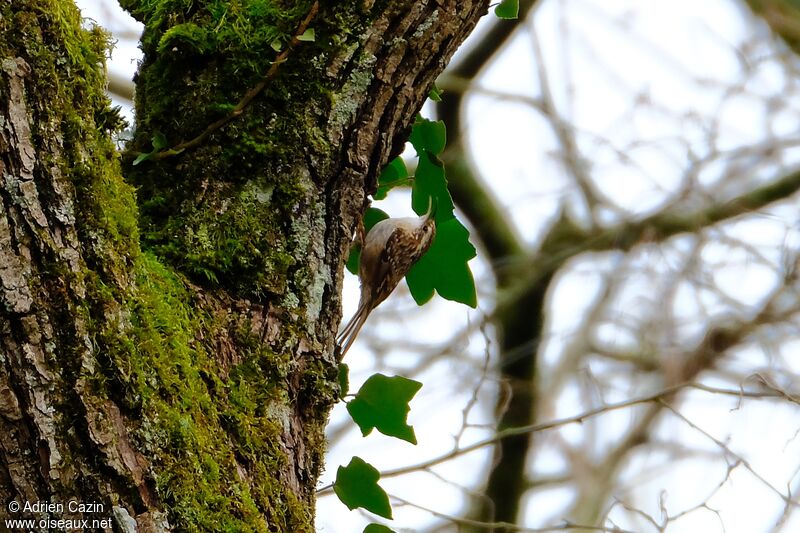 Short-toed Treecreeper