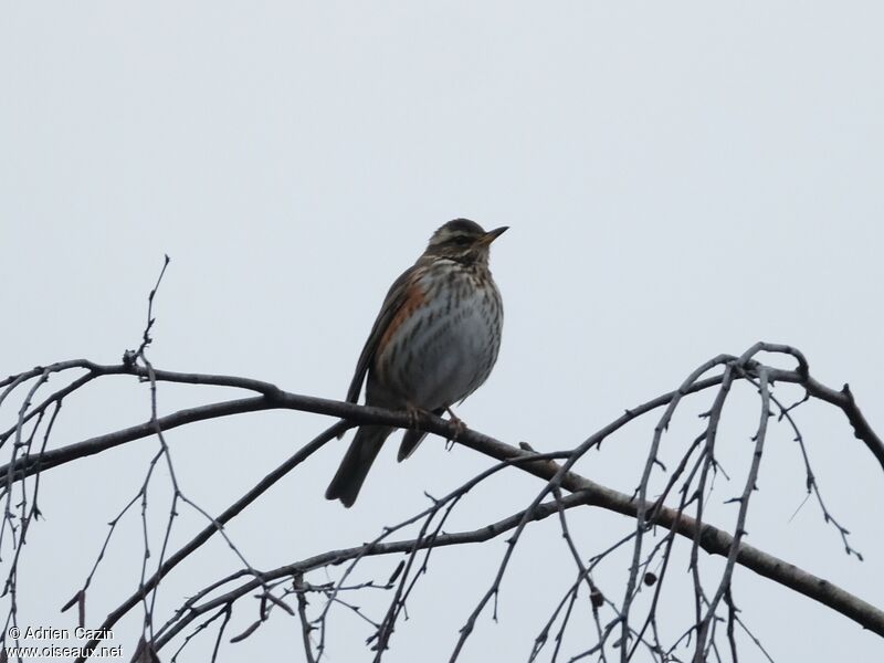 Redwing