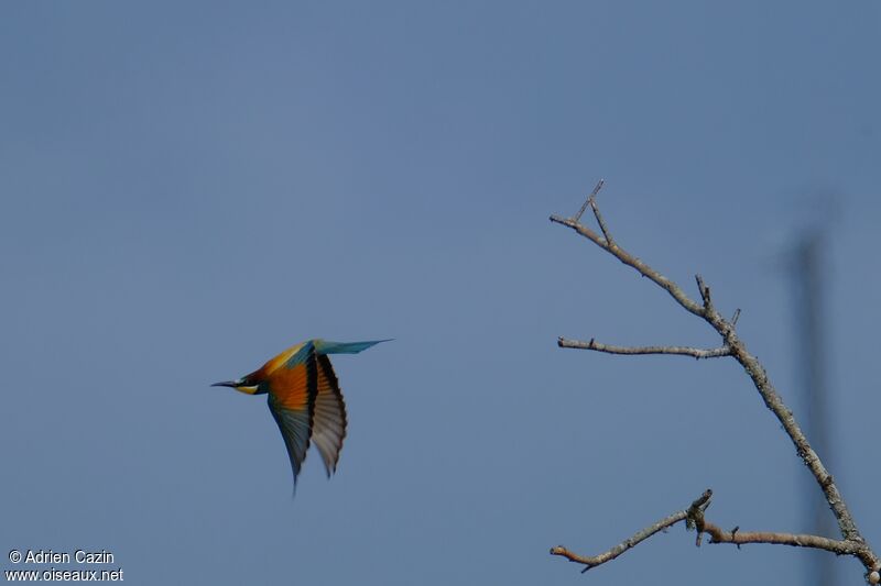 European Bee-eateradult, Flight