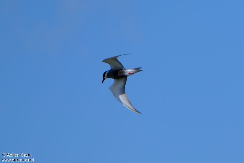 Whiskered Ternadult breeding, Flight