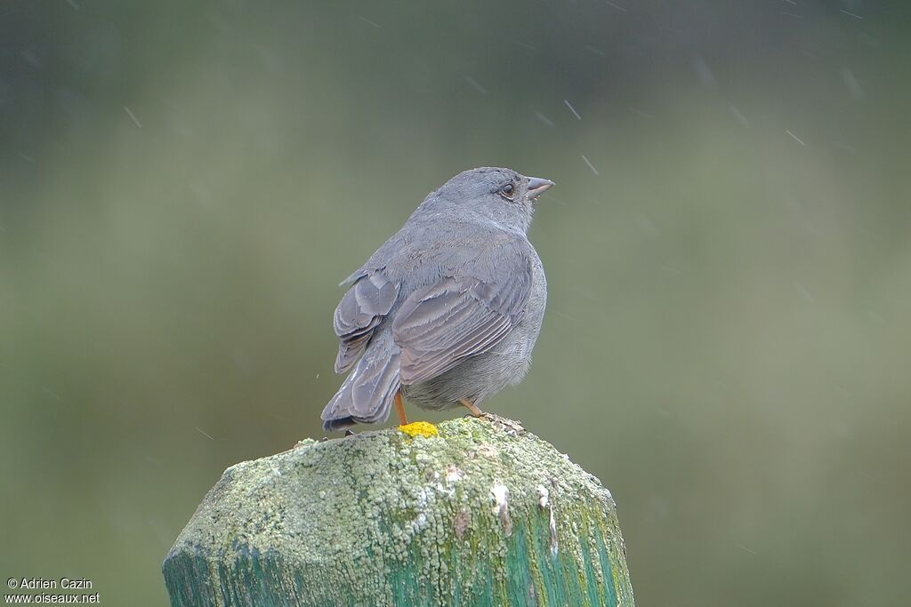 Plumbeous Sierra Finch