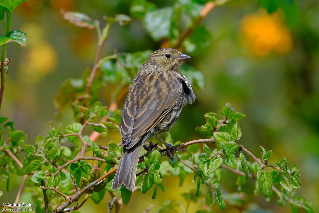 Plumbeous Sierra Finch