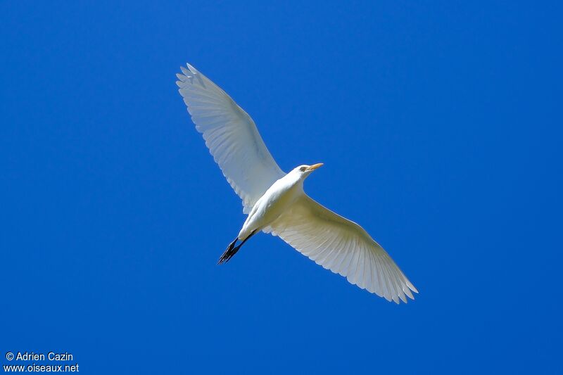 Western Cattle Egret, Flight