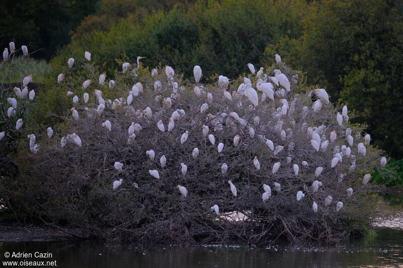 Western Cattle Egret