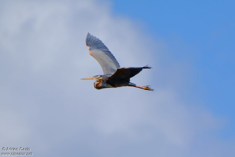 Purple Heronadult, Flight