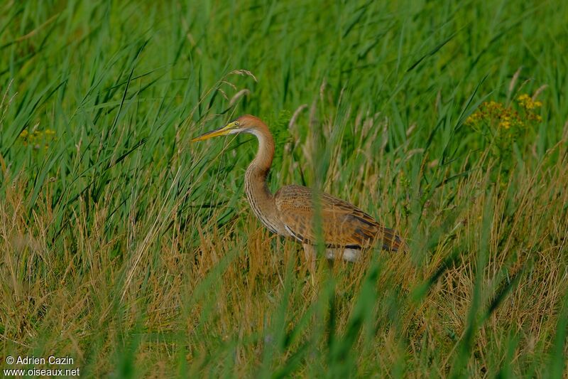 Héron pourpréjuvénile, identification